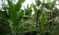 Xalapa - la jungle et les quiproquos